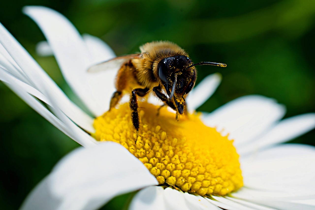 What is pollen?