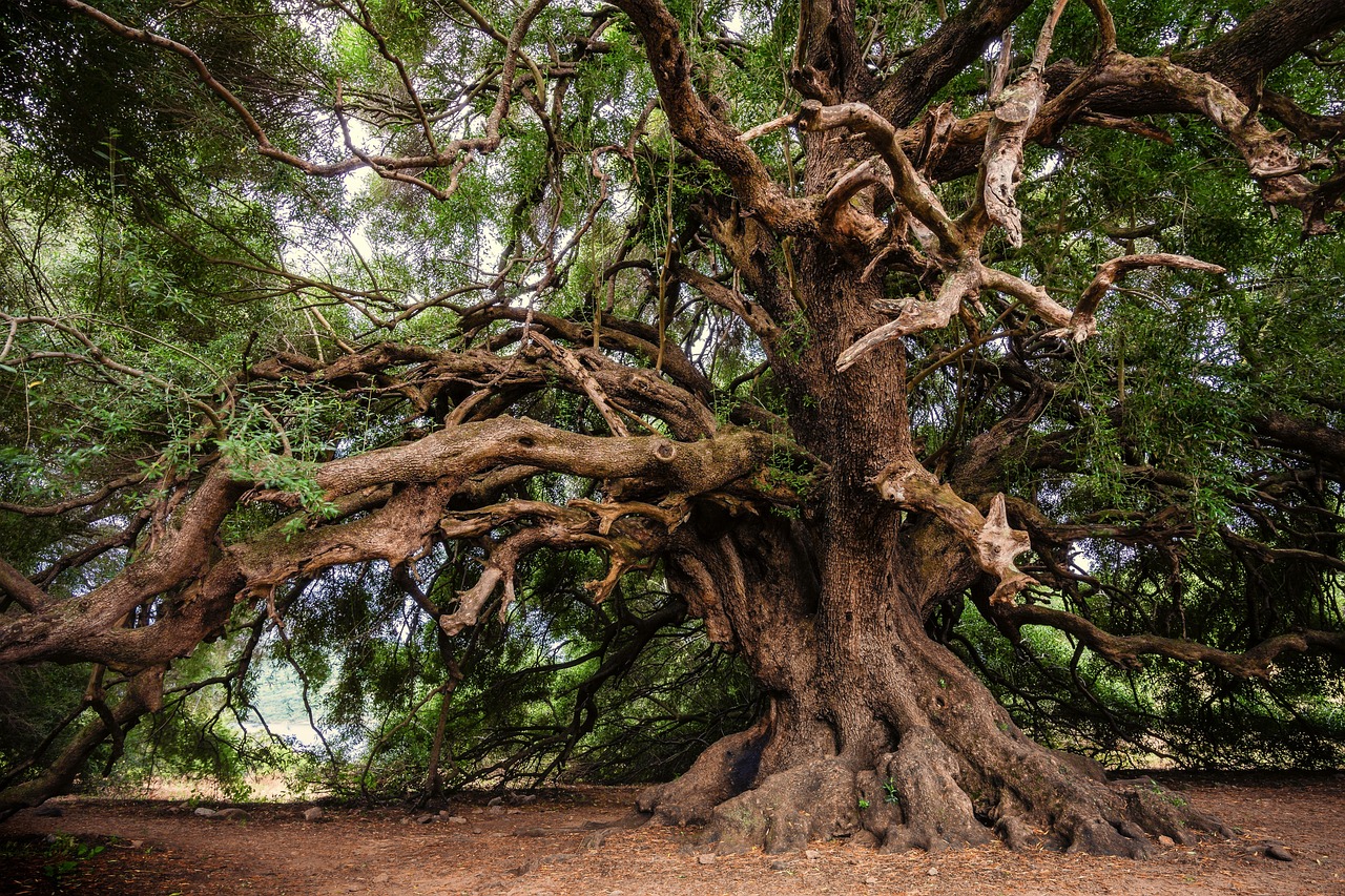 Olive Oil: Nature’s Gem